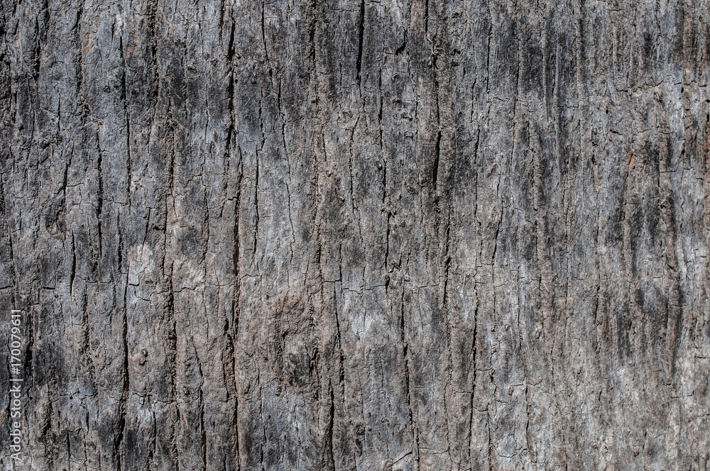 bark of tree texture bark of tree texture