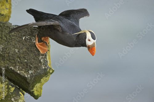 Parakeet auklet (Aethia psittacula) photo