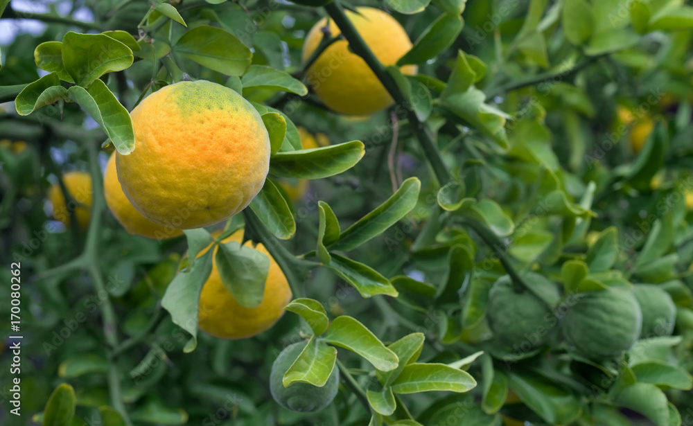 Citrus Trifoliata Fruit