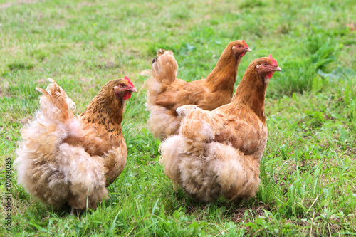 Free-rance hens on grass