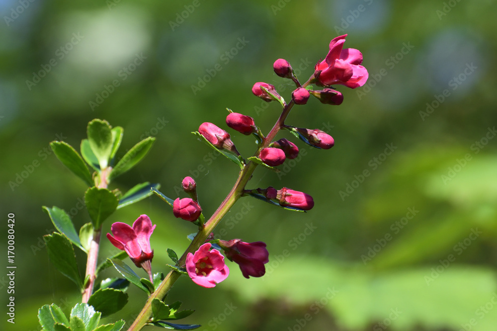 Beautiful pink flowers Beautiful pink flowers