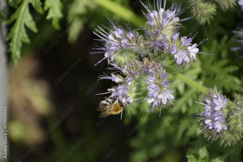 bee on a lilac plant bee on a lilac plant