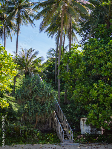 Fototapeta Naklejka Na Ścianę i Meble -  Wooden down way stairs to the beach, with palms around. Naithon beach, Phuket, Thailand