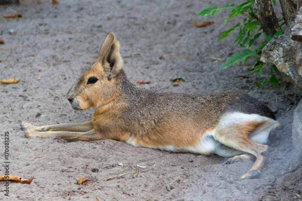 Obraz premium Patagonian mara or jackrabbit