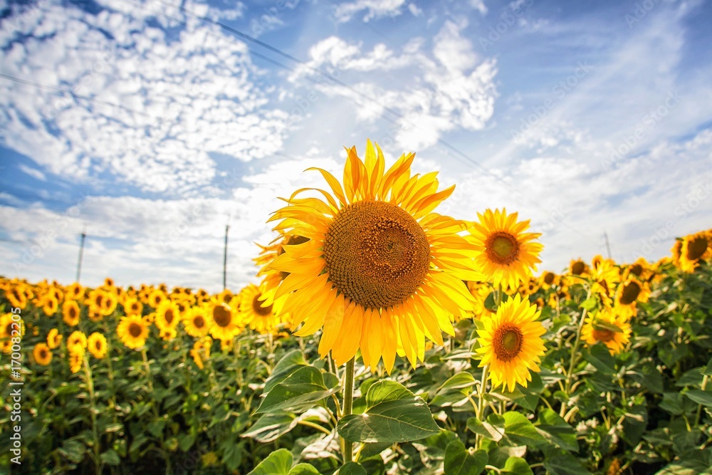 Sunflower field