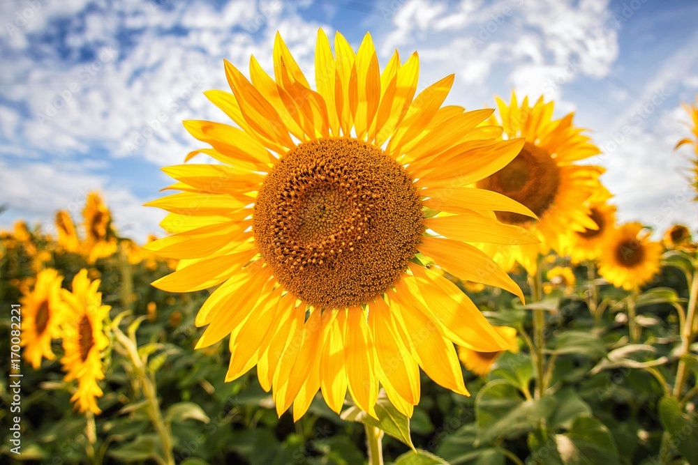 Sunflower field Sunflower field