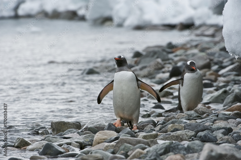 Obraz premium Gentoo Penguin (Pygoscelis papua ellsworthii), Antarctica, Antarctic Peninsula