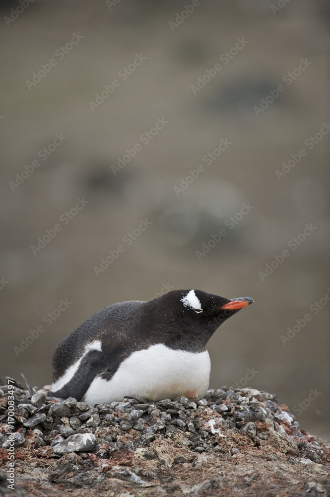 Fototapeta premium Gentoo Penguin (Pygoscelis papua ellsworthii), Antarctica, Antarctic Peninsula