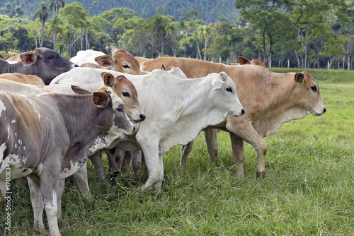 Cattle in the pasture  in Brazil