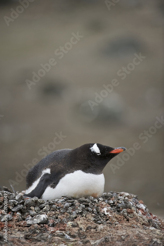 Gentoo Penguin (Pygoscelis papua ellsworthii), Antarctica, Antarctic Peninsula