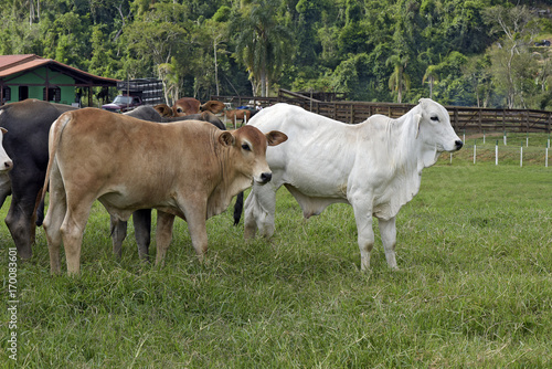 Cattle in the pasture, in Brazil