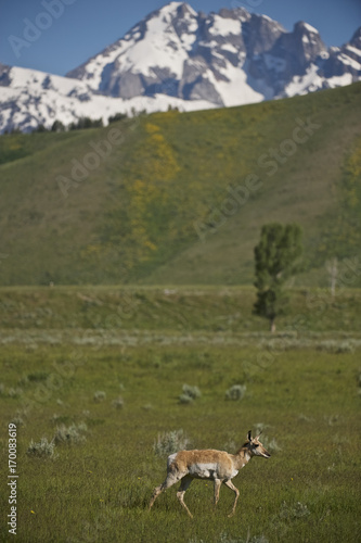 Pronghorn (Antilocapra americana), Grand Teton NP, Wyoming, USA