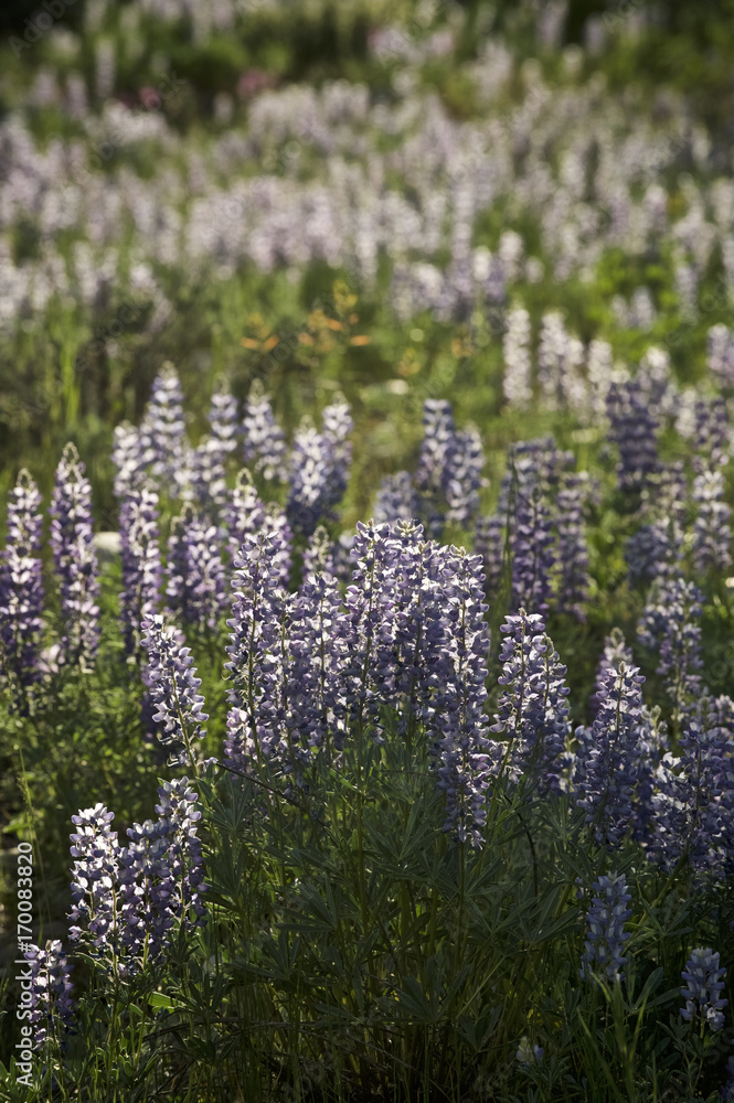 Lupine, Grand Teton NP, Wyoming, USA Lupine, Grand Teton NP, Wyoming, USA