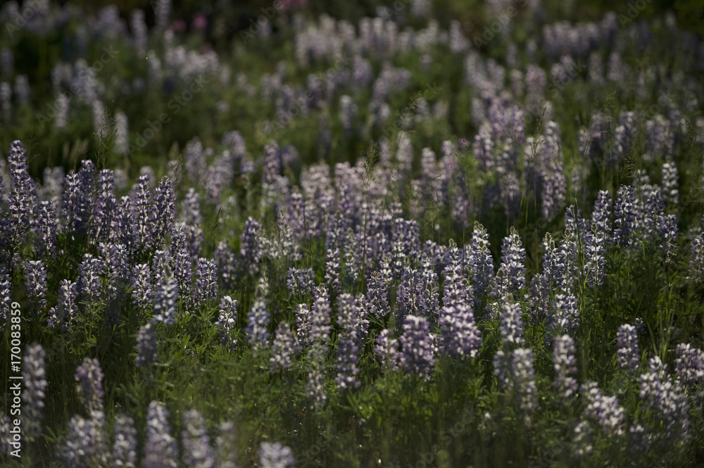 Lupine, Grand Teton NP, Wyoming, USA Lupine, Grand Teton NP, Wyoming, USA