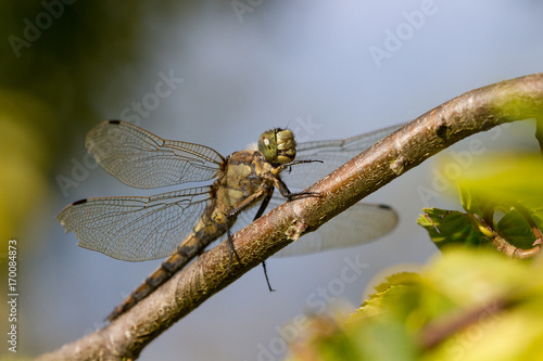 Black Tailed Skimmer Dragonfly perched on a Branch