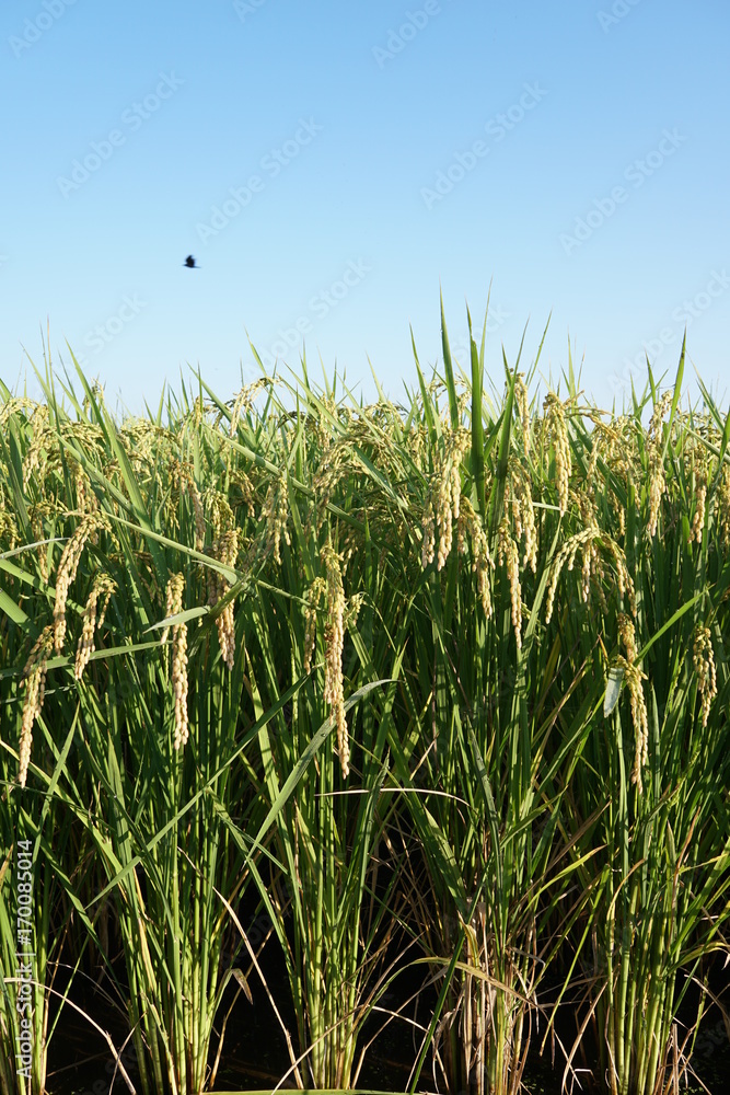 Obraz premium Close up of rice husk or paddy husk at rice or paddy field starting to ripe and change color to yellow soon ready to be harvested at Zama, Kanagawa, Japan on summer.