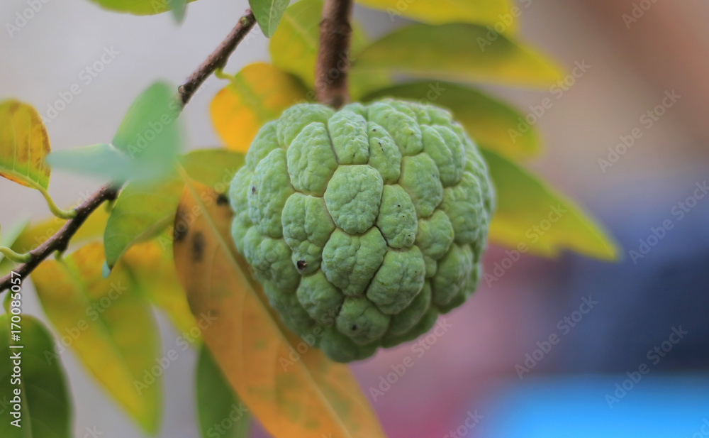 Sugar apple or sweetsop growing on tree in the garden. Sugar apple or sweetsop growing on tree in the garden.