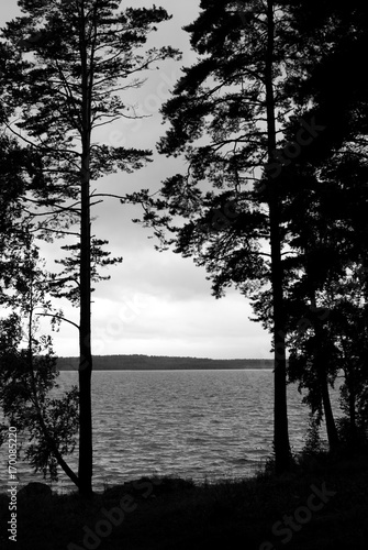 Silhouette of pine forest.