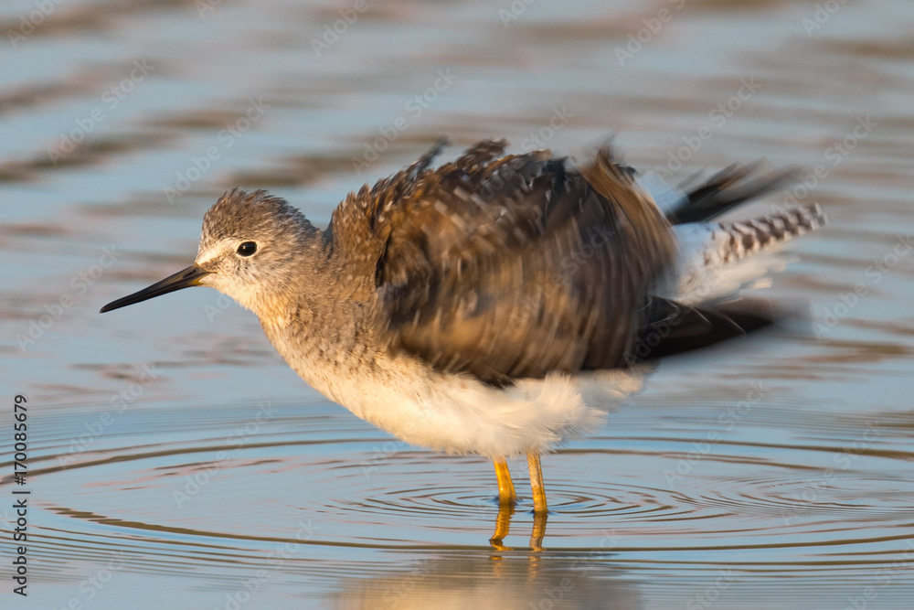 Short-billed dowitcher shaking his feathers in a North California marsh Short-billed dowitcher shaking his feathers in a North California marsh