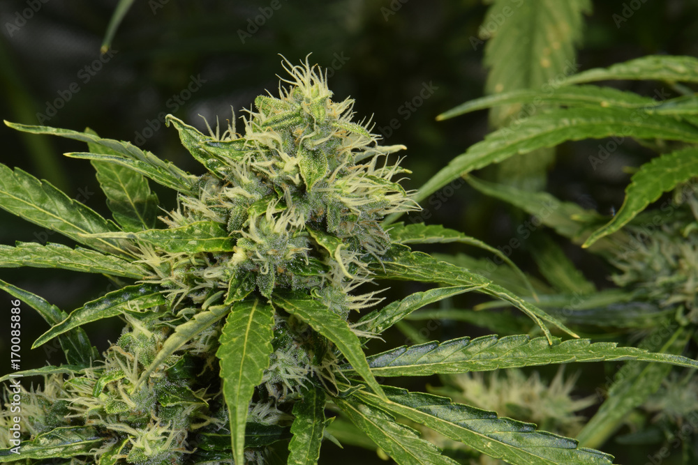 Green Crack Bud 01 Green Crack Bud 01