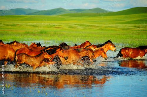Horses running on water at grassland.