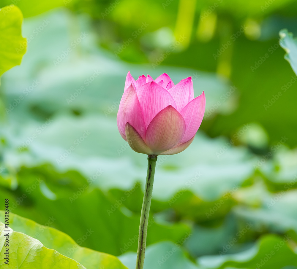 Obraz premium blooming lotus flower