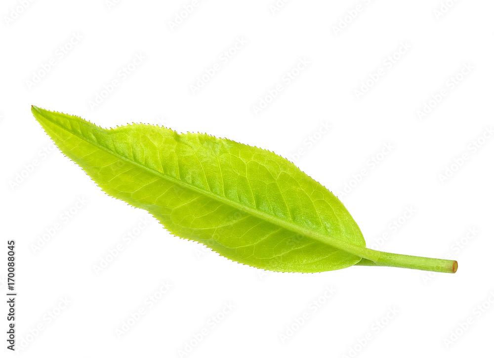 Obraz premium Tea leaf isolated on the white background