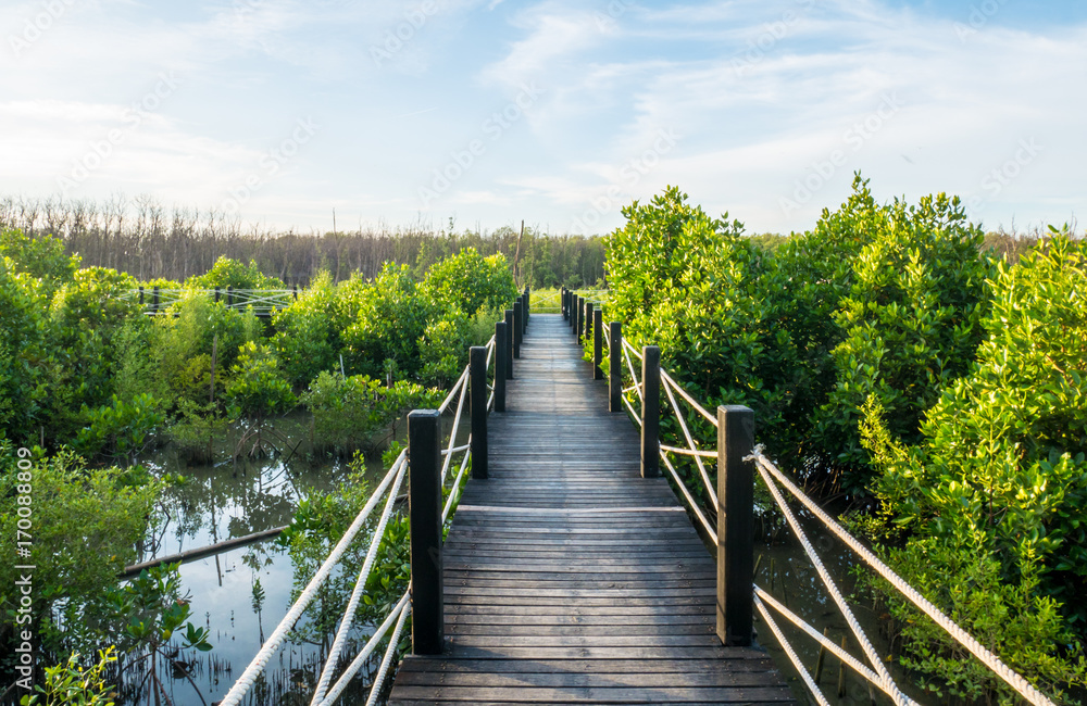 mangrove forest mangrove forest