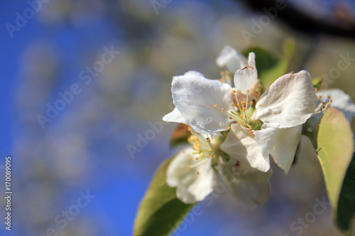 Blossom tree over nature background. Spring flowers/Spring Background