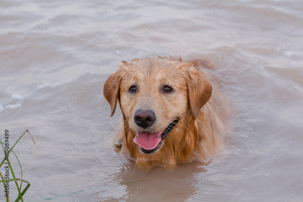 Golden Retriever in play at the lake Golden Retriever in play at the lake
