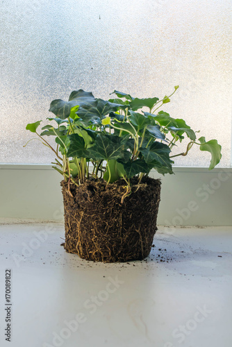 Unpotted Ivy Plant ready for replantation photo