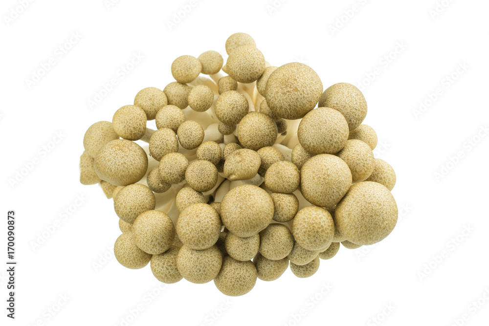 Japanese Brown Beech Mushrooms Buna Shimeji isolated on white Japanese Brown Beech Mushrooms Buna Shimeji isolated on white