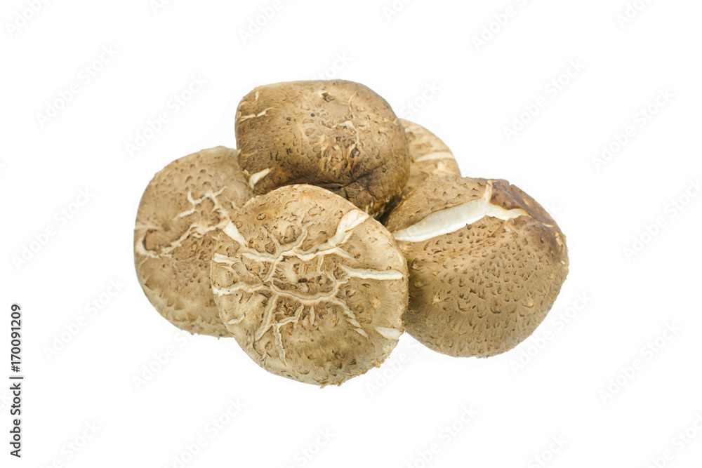 Fototapeta premium Shiitake mushroom isolated on the White background