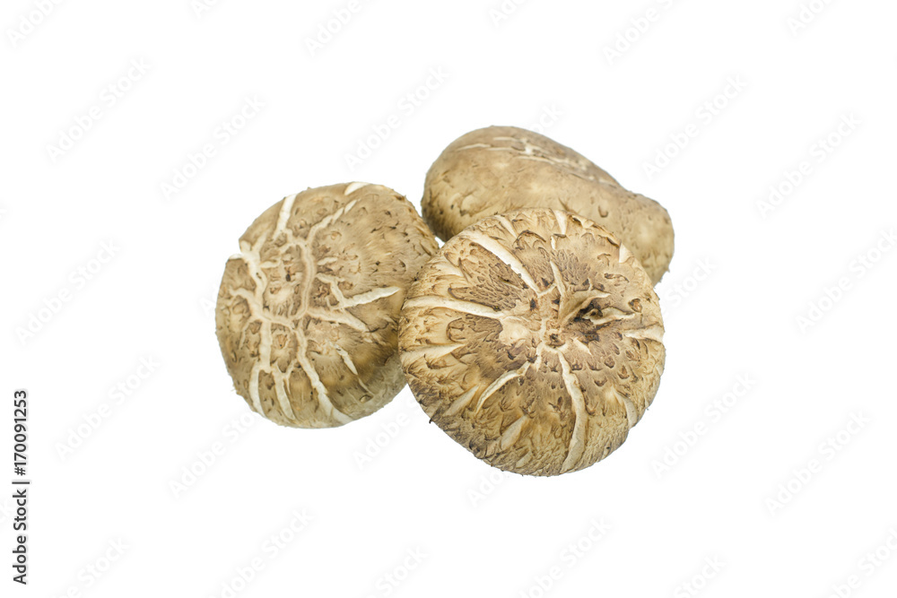 Fototapeta premium Shiitake mushroom isolated on the White background