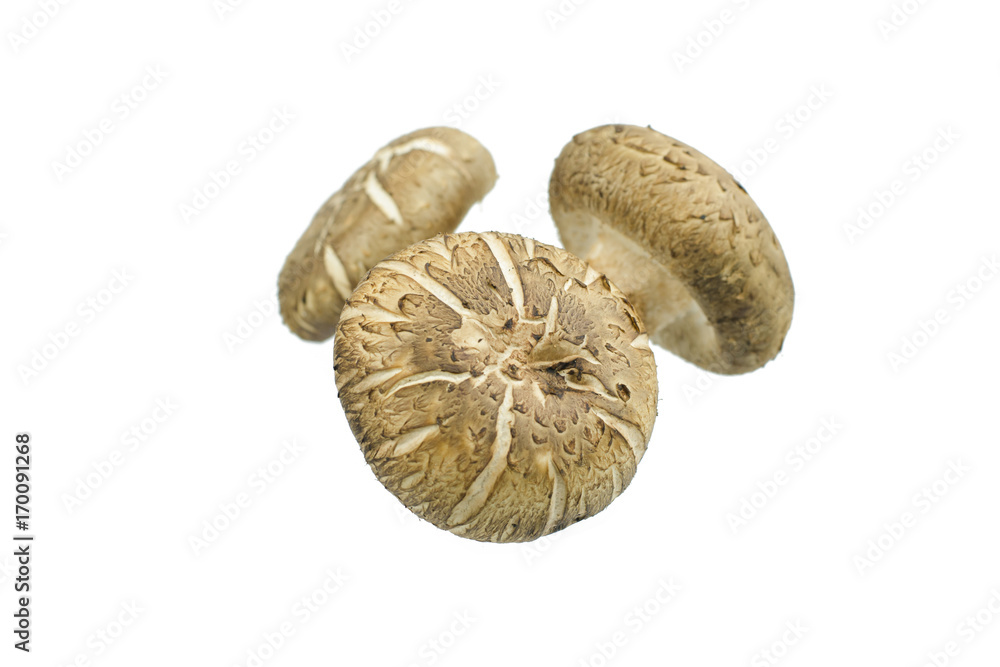 Shiitake mushroom isolated on the White background Shiitake mushroom isolated on the White background