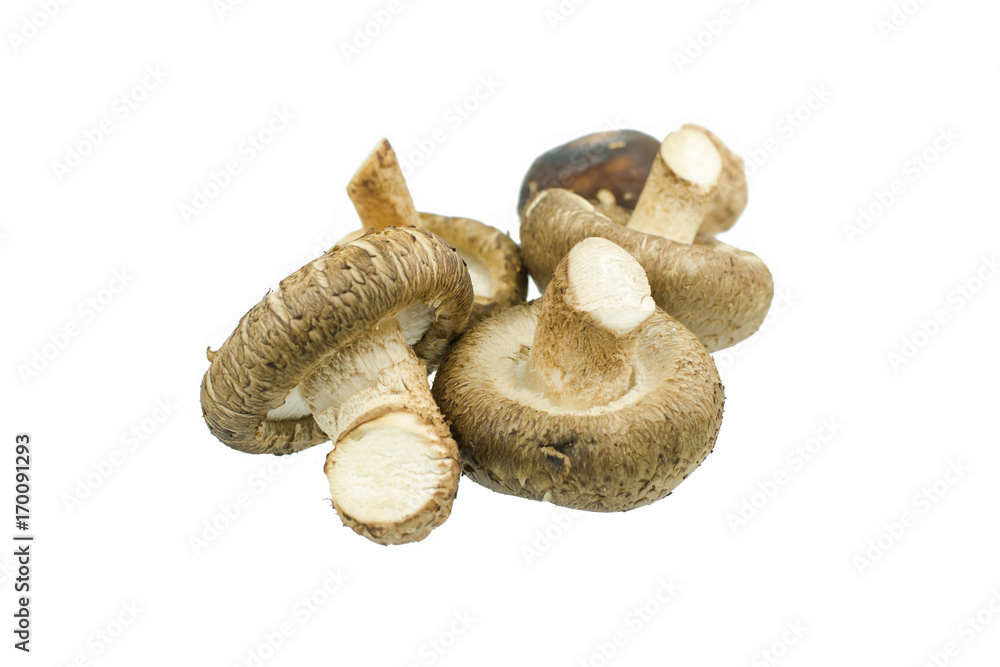 Shiitake mushroom isolated on the White background Shiitake mushroom isolated on the White background