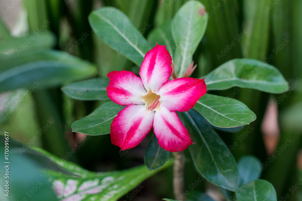Adenium obesum tree is herbs. Medicinal Plants Garden, Adeniums are appreciated for their colorful flowers. Adenium obesum tree is herbs. Medicinal Plants Garden, Adeniums are appreciated for their colorful flowers.