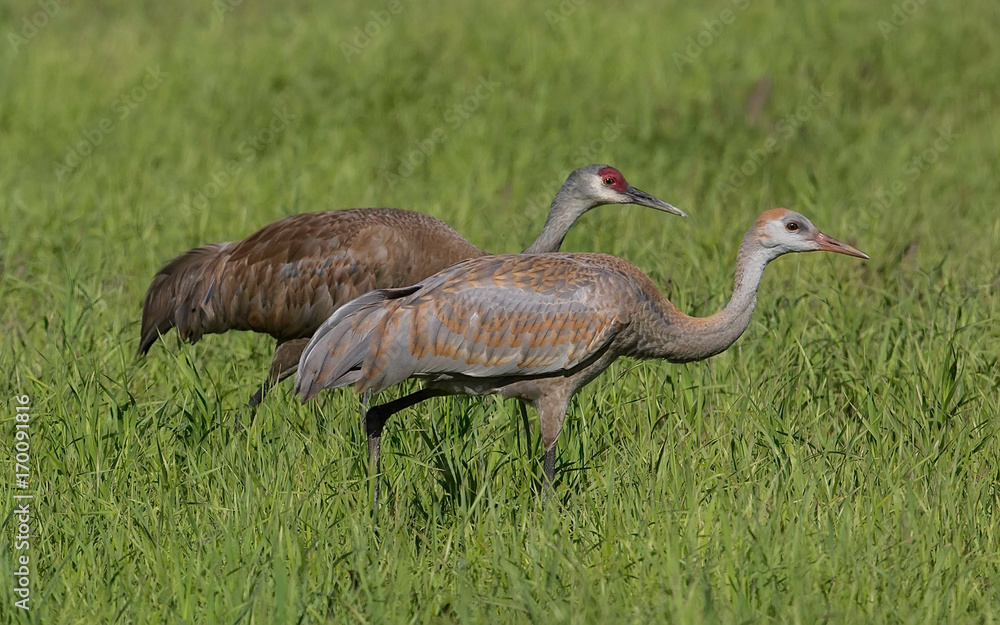 Obraz premium Sandhill Crane with Colt