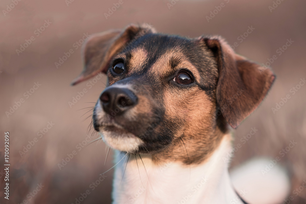  Jack Russel Portrait Stock Photo 
