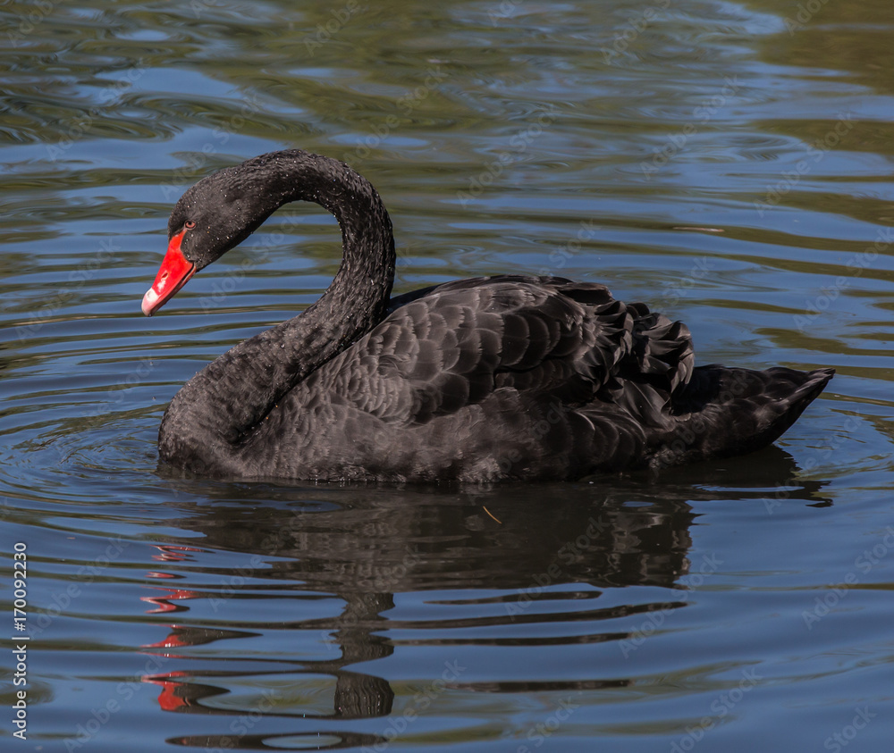 Fototapeta premium Black Swan