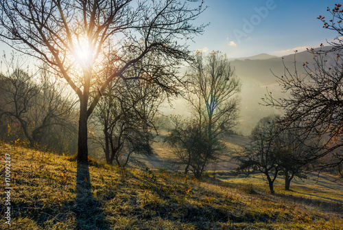 apple orchard on hillside at autumn sunrise