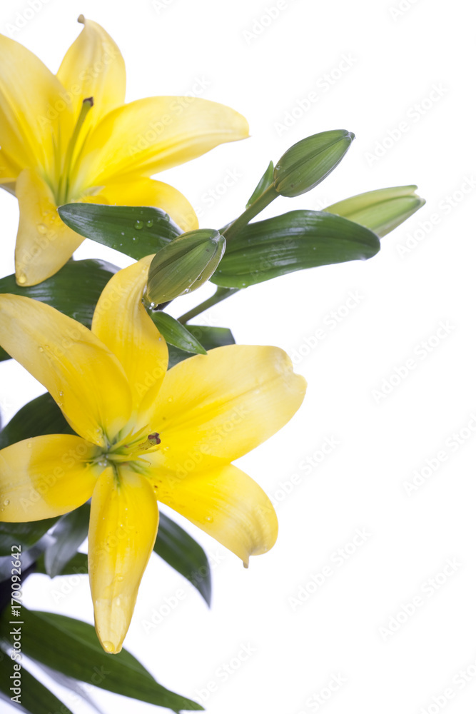 Obraz premium Lilies isolated over white background