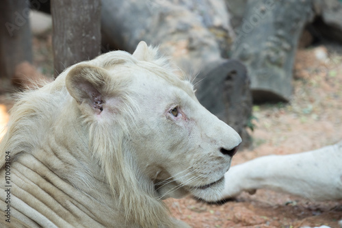 Fototapeta Naklejka Na Ścianę i Meble -  White lion in the zoo