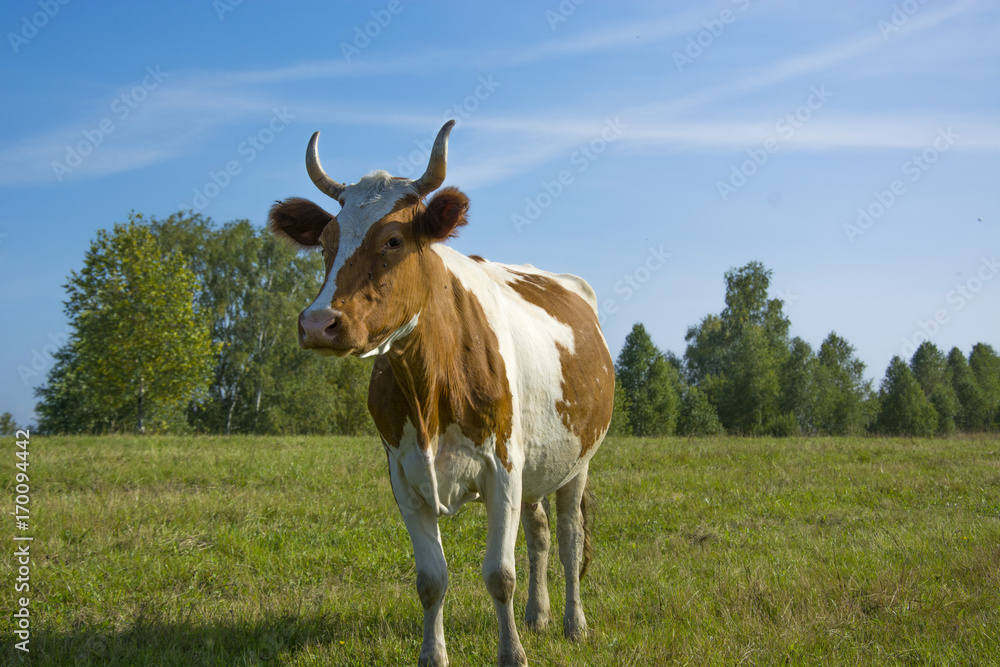 the cow in the meadow, корова на лугу