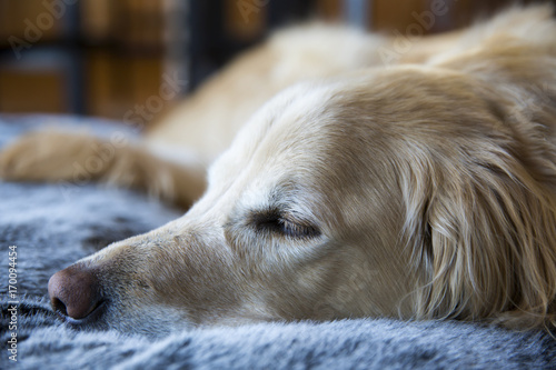 Male Golden Retriever sleeping on his dog bed 