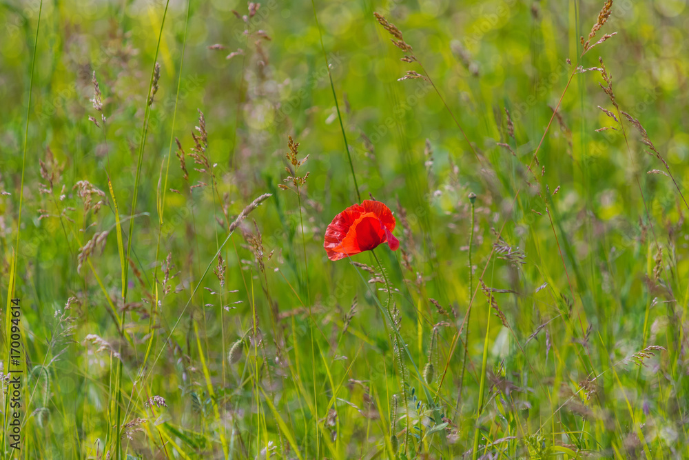 Floral background. Red poppy in green grass on a blurry background of lush meadow with bokeh effect Floral background. Red poppy in green grass on a blurry background of lush meadow with bokeh effect