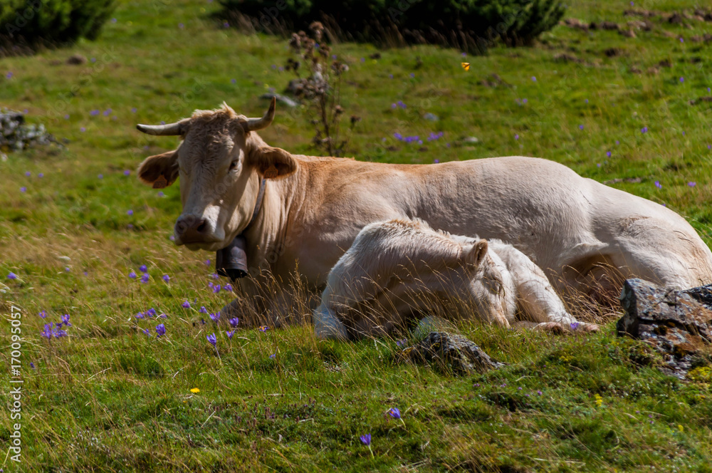 vache et son veau.