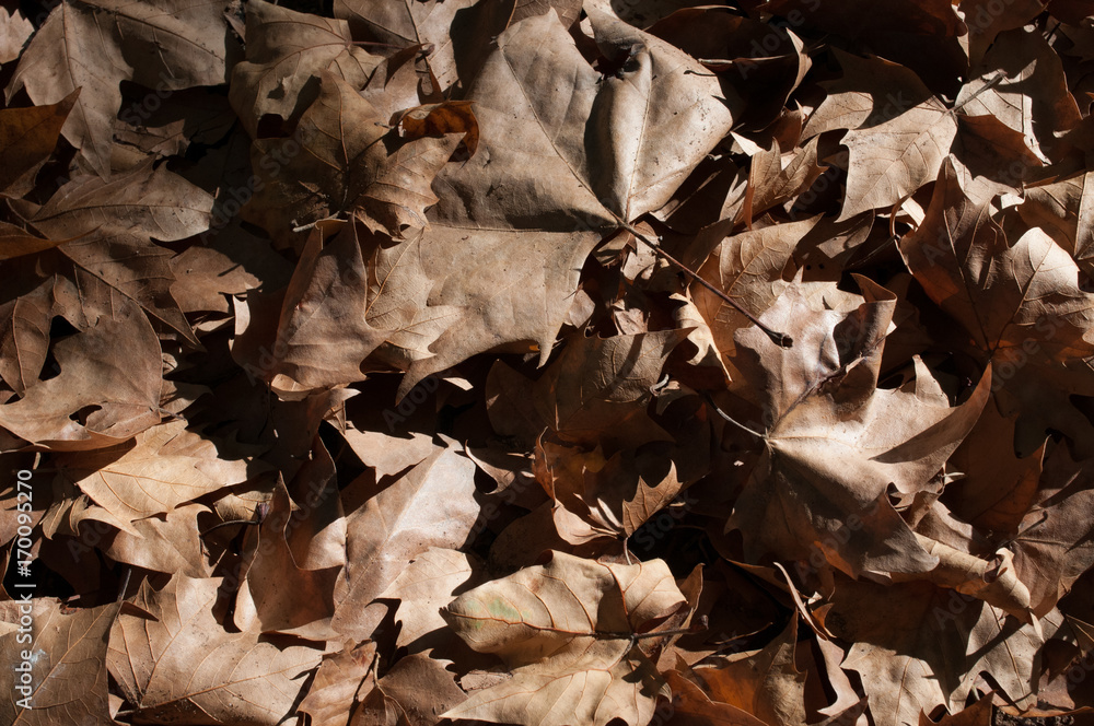 Texture of autumn dry leaves