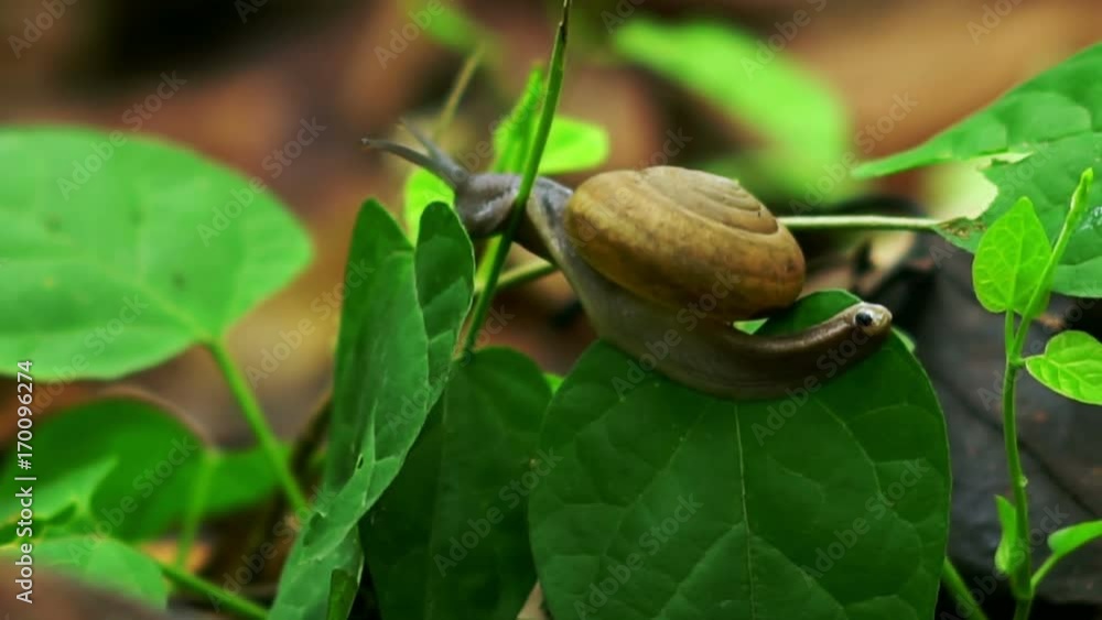 Snail crawling on the green leaf in the tropical jungle rain forrest Snail crawling on the green leaf in the tropical jungle rain forrest