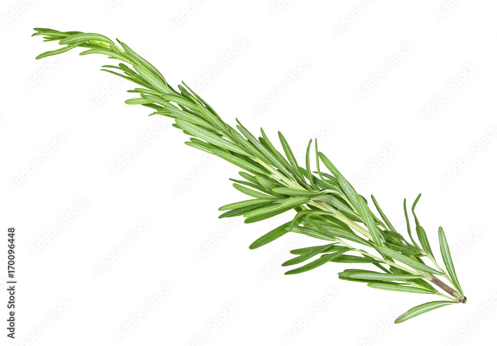 Twig of rosemary isolated on a white background Twig of rosemary isolated on a white background
